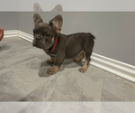 Small #1 French Bulldog