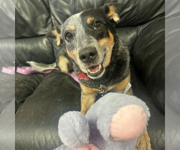 Medium Photo #2 Mutt Puppy For Sale in Fargo, ND, USA