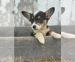 Pembroke Welsh Corgi Puppy for Sale in CENTRALIA, Illinois USA