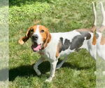 Small #2 Treeing Walker Coonhound