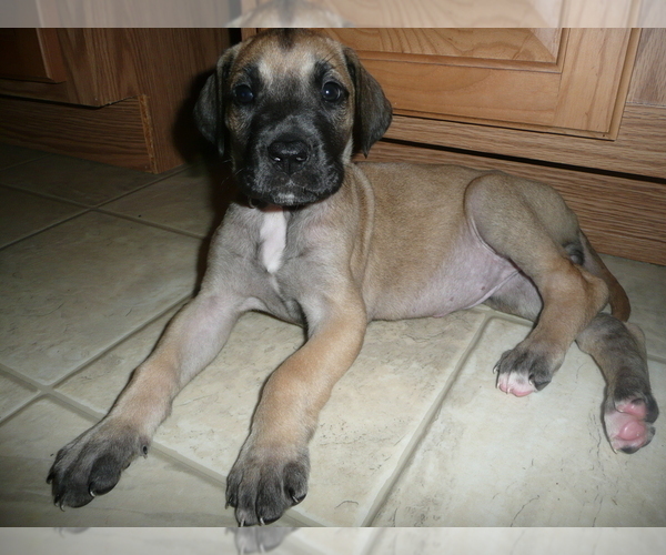 Medium Photo #6 Great Dane Puppy For Sale in CONWAY, SC, USA