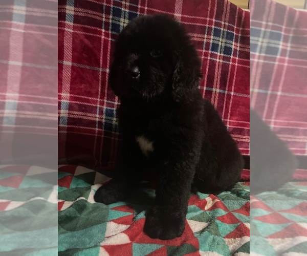 Medium Photo #8 Newfoundland Puppy For Sale in AURORA, IN, USA