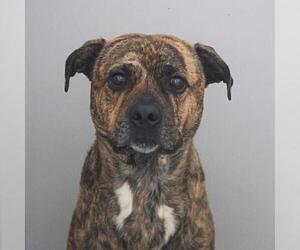 American Staffordshire Terrier-Unknown Mix Dogs for adoption in San Antonio, TX, USA