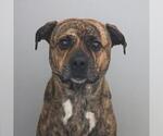 Small American Staffordshire Terrier Mix