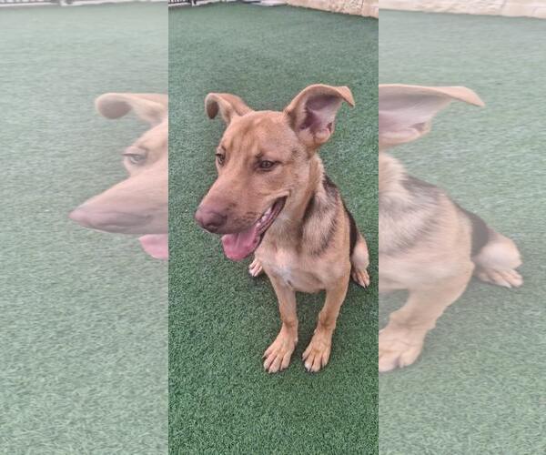Medium Photo #11 Carolina Dog-Unknown Mix Puppy For Sale in Rockwall, TX, USA