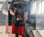 Puppy Puppy 1 German Shepherd Dog