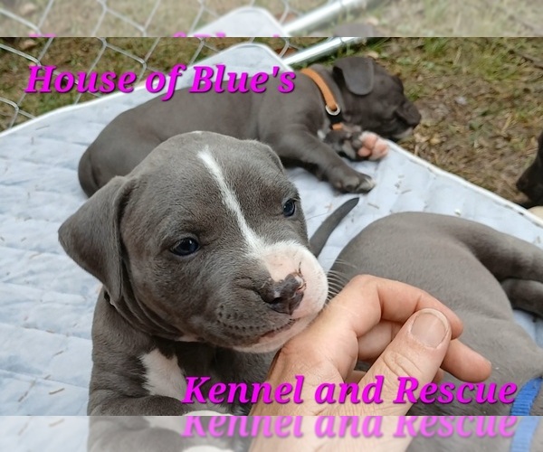 Medium Photo #9 American Pit Bull Terrier Puppy For Sale in DELAWARE, OH, USA