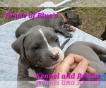 Small #8 American Pit Bull Terrier