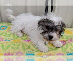 Small Havanese