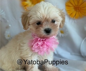 Mal-Shi Puppy for sale in CENTER HILL, FL, USA