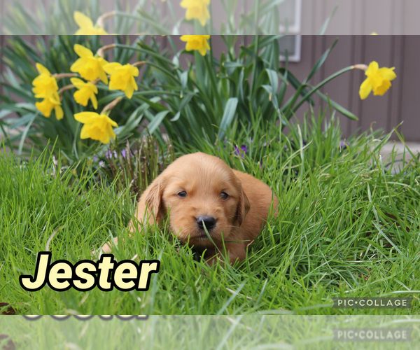 Medium Photo #2 Golden Retriever Puppy For Sale in MIDDLEBURG, PA, USA