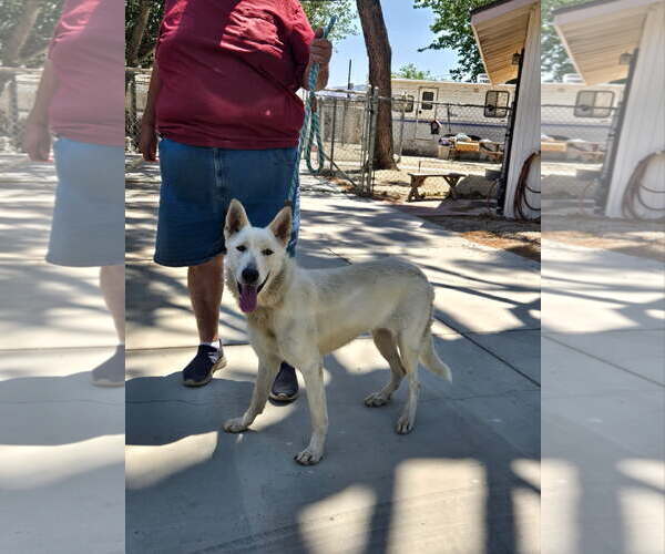 Medium Photo #3 - Mix Puppy For Sale in Phoenix, AZ, USA