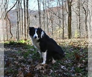 Border Collie Puppy for sale in WARSAW, OH, USA