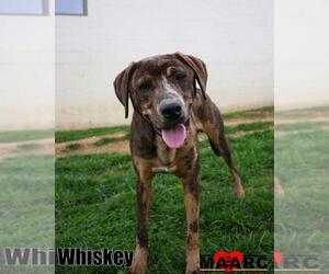 Catahoula Leopard Dog-Unknown Mix Dogs for adoption in Maryville, TN, USA