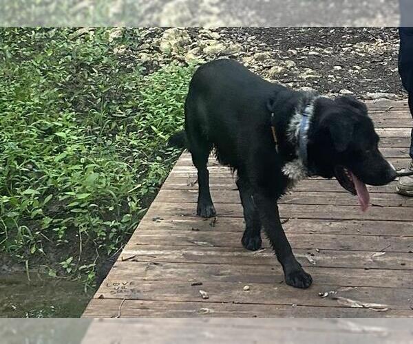 Medium Photo #1 German Shepherd Dog Puppy For Sale in San Antonio, TX, USA