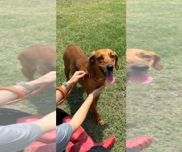 Medium Photo #2 Mutt Puppy For Sale in Abbeville, LA, USA