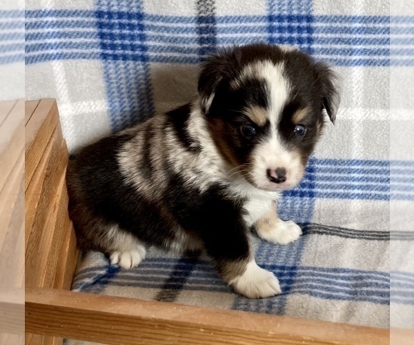 Medium Photo #2 Miniature Australian Shepherd Puppy For Sale in FORT MORGAN, CO, USA