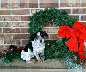 Cavalier King Charles Spaniel-Unknown Mix Puppy for sale in FREDERICKSBG, OH, USA