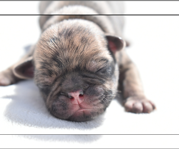Medium Photo #4 Pug Puppy For Sale in PALM COAST, FL, USA