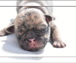 Small #3 Pug
