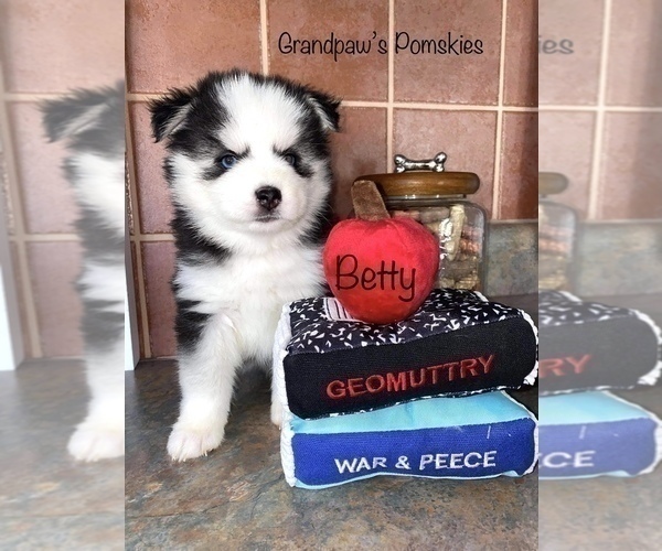 Medium Photo #9 Pomsky Puppy For Sale in CASA GRANDE, AZ, USA
