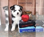 Small Photo #9 Pomsky Puppy For Sale in CASA GRANDE, AZ, USA