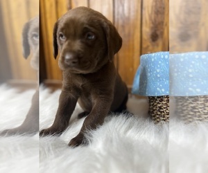 Labrador Retriever Puppy for sale in NEOLA, WV, USA