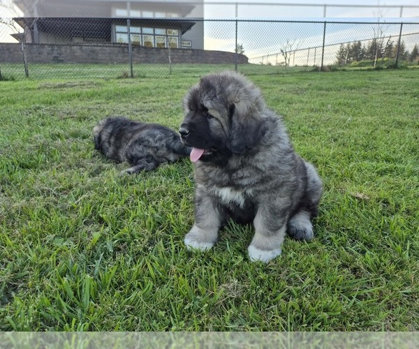 Medium Photo #2 Caucasian Shepherd Dog Puppy For Sale in NORTH PLAINS, OR, USA