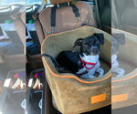 Small #3 Rat Terrier Mix