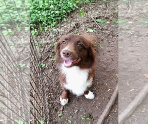 Pembroke Welsh Corgi-Unknown Mix Dogs for adoption in Missouri City, TX, USA