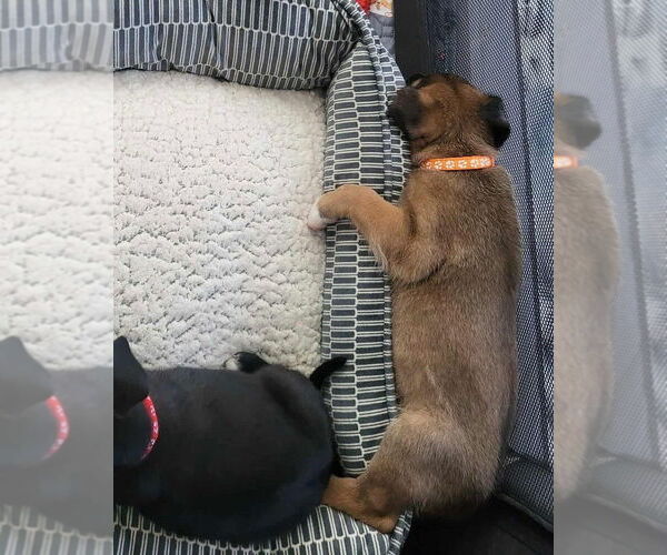 Medium Photo #19 German Shepherd Dog-Unknown Mix Puppy For Sale in Imlay City, MI, USA