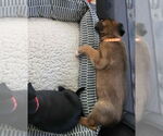 Small #18 German Shepherd Dog Mix