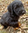 Small Photo #4 Goldendoodle Puppy For Sale in MORGANTOWN, IN, USA