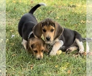 Beagle Puppy for sale in MINERAL POINT, WI, USA