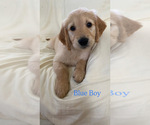 Puppy Blue Boy Golden Retriever