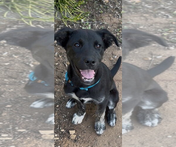 Medium Photo #1 Labrador Retriever-Unknown Mix Puppy For Sale in San Diego, CA, USA