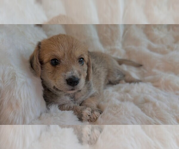 Medium Photo #1 Mauxie Puppy For Sale in RIVERSIDE, CA, USA