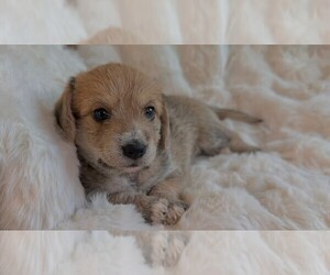 Mauxie Puppy for sale in RIVERSIDE, CA, USA
