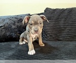 Small Photo #11 American Bully Puppy For Sale in PALM COAST, FL, USA