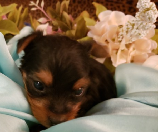 Medium Photo #3 Yorkshire Terrier Puppy For Sale in ARLINGTON, TX, USA