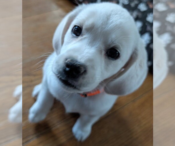 Medium Photo #1 Beagle-Great Pyrenees Mix Puppy For Sale in Brooklyn Center, MN, USA