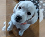 Small Beagle-Great Pyrenees Mix
