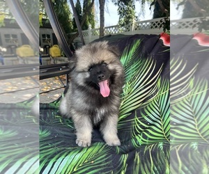 Keeshond Puppy for sale in MANCHESTER TOWNSHIP, NJ, USA