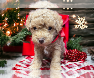 Poodle (Miniature) Puppy for sale in DUNDEE, OH, USA