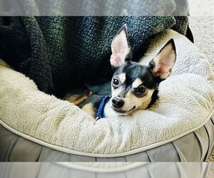 Chipin Dogs for adoption in Princeton, MN, USA