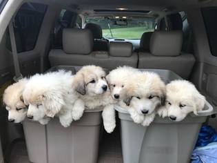 Great Pyrenees Puppy for sale in CHRISTIANA, TN, USA