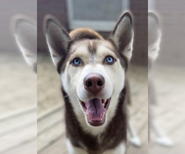 Medium Photo #2 Siberian Husky Puppy For Sale in Matawan, NJ, USA