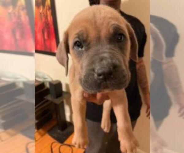 Medium Photo #2 Cane Corso Puppy For Sale in SACRAMENTO, CA, USA