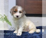 Small #1 Bernedoodle (Miniature)