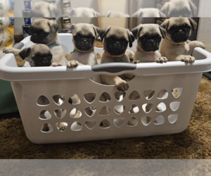 Pug Puppy for sale in LEXINGTON, IN, USA